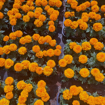 Marigold 25 Plants